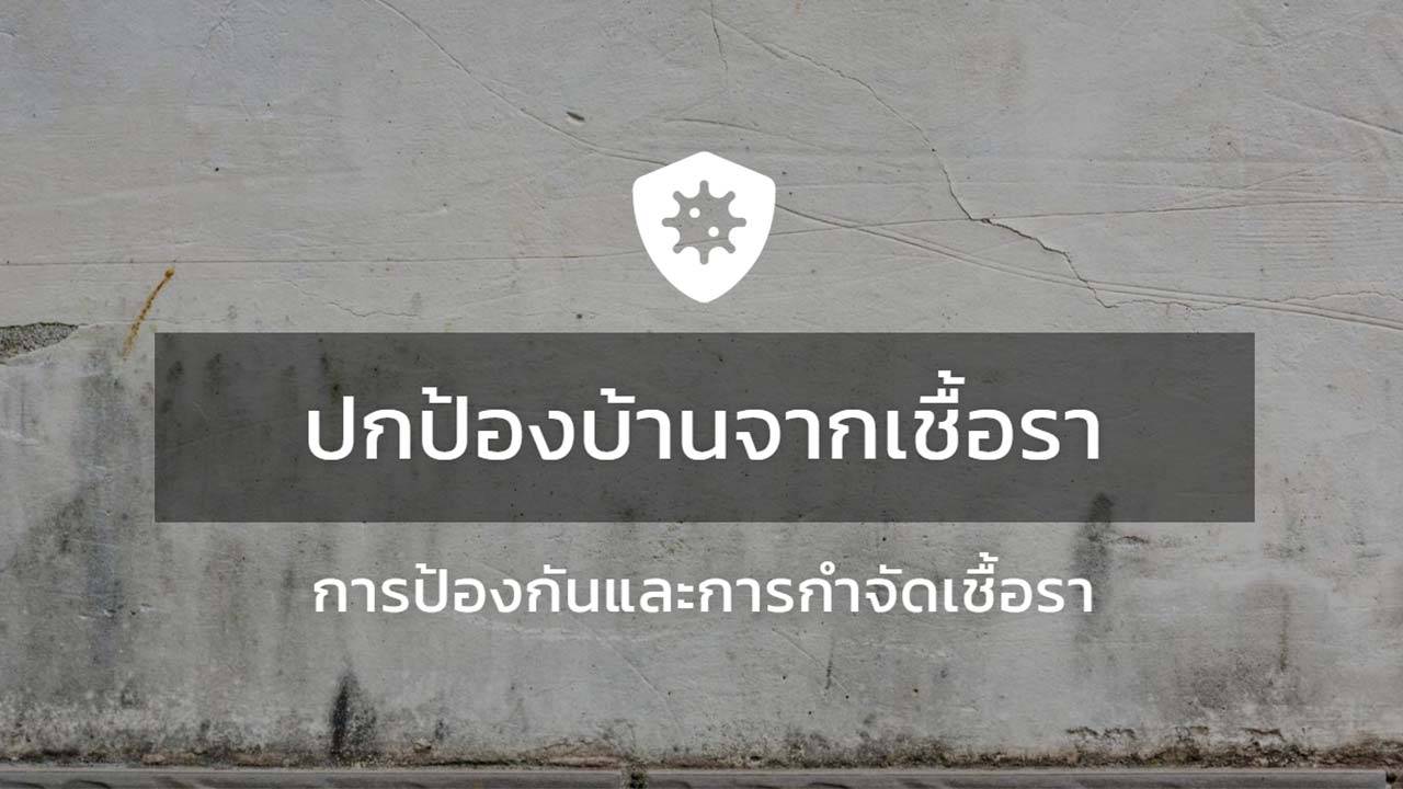 ปกป้องบ้านจากเชื้อรา : การป้องกันและการกำจัดเชื้อรา